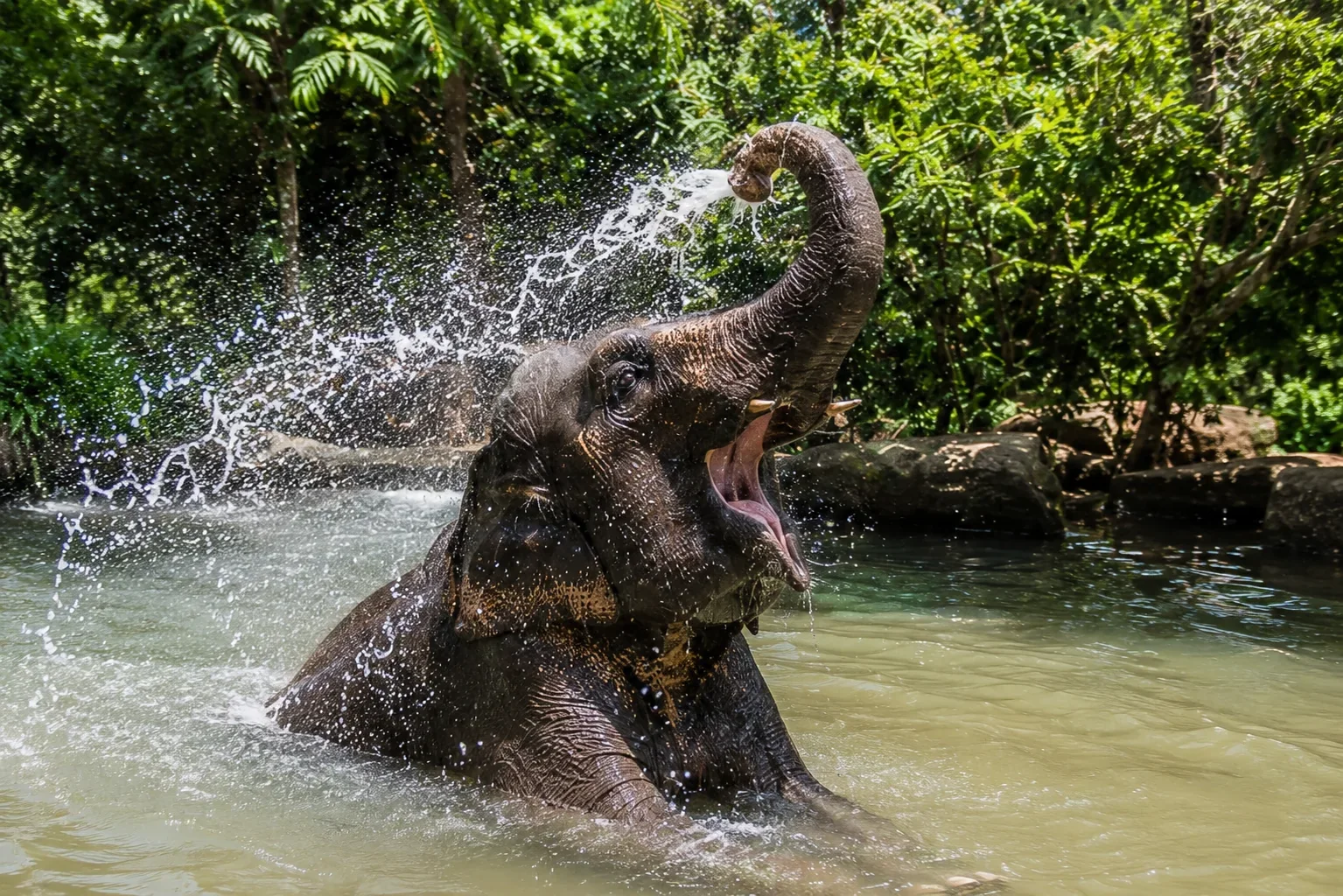 Samui Elephant Kingdom 9