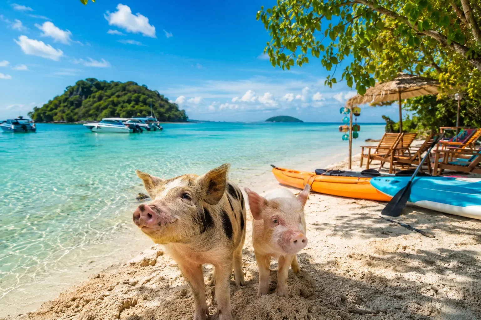 Koh Rap, Koh Tan & Pig Island Speedboat Tour 8